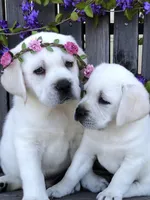 Daisy, a female Labrador Retriever for sale in Los Angeles, CA – Photo 2 of 10