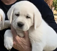 Rosie, a female Labrador Retriever for sale in Los Angeles, CA – 9 of 10