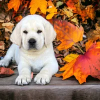Elsa, a female Labrador Retriever for sale in Los Angeles, CA – Photo 2 of 10