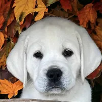 Elsa, a female Labrador Retriever for sale in Los Angeles, CA – Photo 1 of 10
