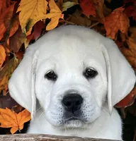 Elsa, a female Labrador Retriever for sale in Los Angeles, CA – Photo 1 of 10