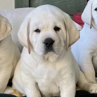 Elsa, a female Labrador Retriever for sale in Los Angeles, CA – Photo 3 of 10