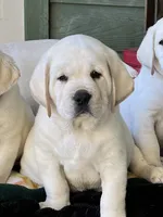 Elsa, a female Labrador Retriever for sale in Los Angeles, CA – Photo 3 of 10