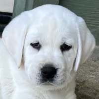 Elsa, a female Labrador Retriever for sale in Los Angeles, CA – Photo 8 of 10