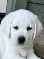 Elsa, a female Labrador Retriever for sale in Los Angeles, CA – Photo 8 of 10