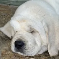 Elsa, a female Labrador Retriever for sale in Los Angeles, CA – Photo 10 of 10