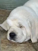 Elsa, a female Labrador Retriever for sale in Los Angeles, CA – Photo 10 of 10