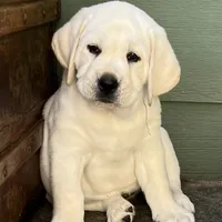 Elsa, a female Labrador Retriever for sale in Los Angeles, CA – Photo 4 of 10