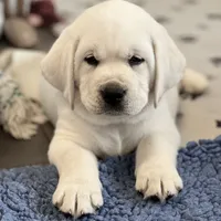 Elsa, a female Labrador Retriever for sale in Los Angeles, CA – Photo 6 of 10