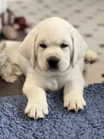 Elsa, a female Labrador Retriever for sale in Los Angeles, CA – Photo 6 of 10