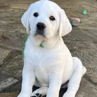 Elsa, a female Labrador Retriever for sale in Los Angeles, CA – Photo 7 of 10