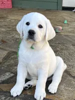Elsa, a female Labrador Retriever for sale in Los Angeles, CA – Photo 7 of 10