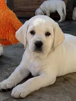 Elsa, a female Labrador Retriever for sale in Los Angeles, CA – Photo 5 of 10