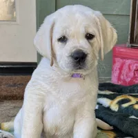 Elsa, a female Labrador Retriever for sale in Los Angeles, CA – Photo 9 of 10