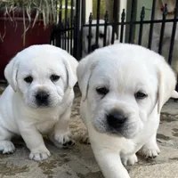 Frosty, a male Labrador Retriever for sale in Los Angeles, CA – Photo 4 of 10