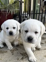 Frosty, a male Labrador Retriever for sale in Los Angeles, CA – Photo 4 of 10