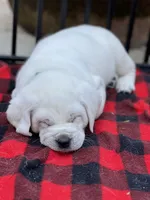 Frosty, a male Labrador Retriever for sale in Los Angeles, CA – Photo 8 of 10