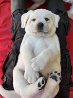 Frosty, a male Labrador Retriever for sale in Los Angeles, CA – Photo 2 of 10