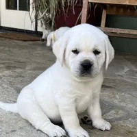 Frosty, a male Labrador Retriever for sale in Los Angeles, CA – Photo 7 of 10