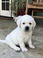 Frosty, a male Labrador Retriever for sale in Los Angeles, CA – Photo 7 of 10