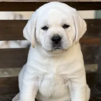 Frosty, a male Labrador Retriever for sale in Los Angeles, CA – Photo 1 of 10