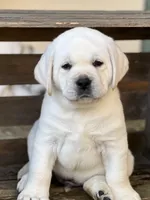 Frosty, a male Labrador Retriever for sale in Los Angeles, CA – Photo 1 of 10
