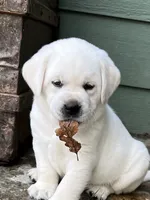 Frosty, a male Labrador Retriever for sale in Los Angeles, CA – Photo 9 of 10