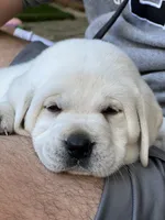 Frosty, a male Labrador Retriever for sale in Los Angeles, CA – Photo 10 of 10