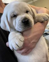 Frosty, a male Labrador Retriever for sale in Los Angeles, CA – Photo 3 of 10