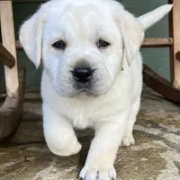 Frosty, a male Labrador Retriever for sale in Los Angeles, CA – Photo 5 of 10
