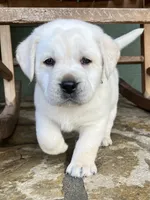 Frosty, a male Labrador Retriever for sale in Los Angeles, CA – Photo 5 of 10