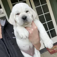 Frosty, a male Labrador Retriever for sale in Los Angeles, CA – Photo 6 of 10