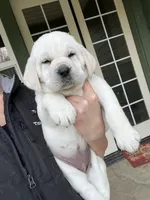 Frosty, a male Labrador Retriever for sale in Los Angeles, CA – Photo 6 of 10