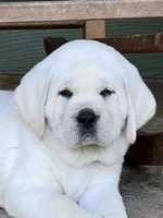 Tank, a male Labrador Retriever for sale in Los Angeles, CA – Photo 4 of 10