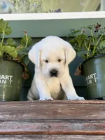 Tank, a male Labrador Retriever for sale in Los Angeles, CA – Photo 10 of 10