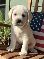 Tank, a male Labrador Retriever for sale in Los Angeles, CA – Photo 8 of 10
