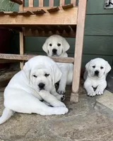 Tank, a male Labrador Retriever for sale in Los Angeles, CA – Photo 2 of 10