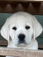 Tank, a male Labrador Retriever for sale in Los Angeles, CA – Photo 1 of 10