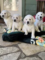Tank, a male Labrador Retriever for sale in Los Angeles, CA – Photo 3 of 10