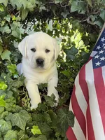 Tank, a male Labrador Retriever for sale in Los Angeles, CA – Photo 6 of 10