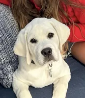 Tank, a male Labrador Retriever for sale in Los Angeles, CA – Photo 5 of 10