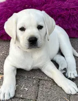 Tank, a male Labrador Retriever for sale in Los Angeles, CA – Photo 9 of 10