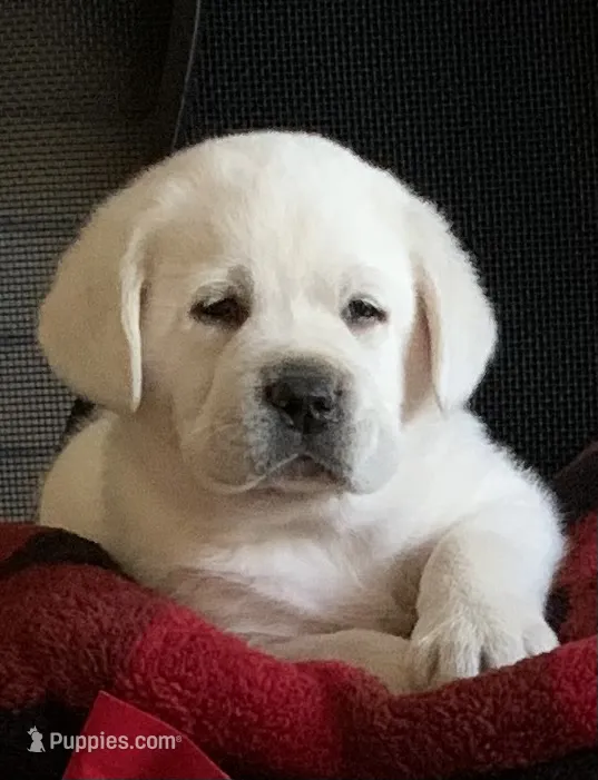 Rosie – Labrador Retriever puppy for sale in Los Angeles, CA
