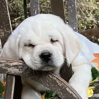 Holly, a female Labrador Retriever for sale in Los Angeles, CA – Photo 4 of 10