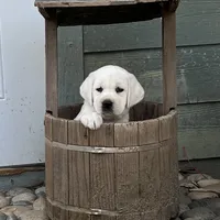 Holly, a female Labrador Retriever for sale in Los Angeles, CA – Photo 6 of 10