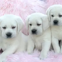 Holly, a female Labrador Retriever for sale in Los Angeles, CA – Photo 2 of 10