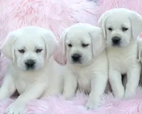 processed/1ed48571-6ea4-4983-9708-716483f132fd/listing/86af912d-c788-4d04-b87a-063e7b0d1aa7/49b8d591-3a9d-44d5-a3ed-0dfb429a0fa2