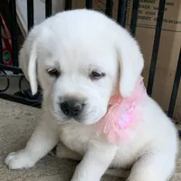 Holly, a female Labrador Retriever for sale in Los Angeles, CA – Photo 5 of 10