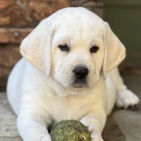 Holly, a female Labrador Retriever for sale in Los Angeles, CA – Photo 7 of 10