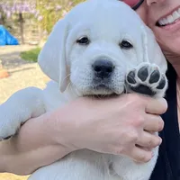 Holly, a female Labrador Retriever for sale in Los Angeles, CA – Photo 9 of 10